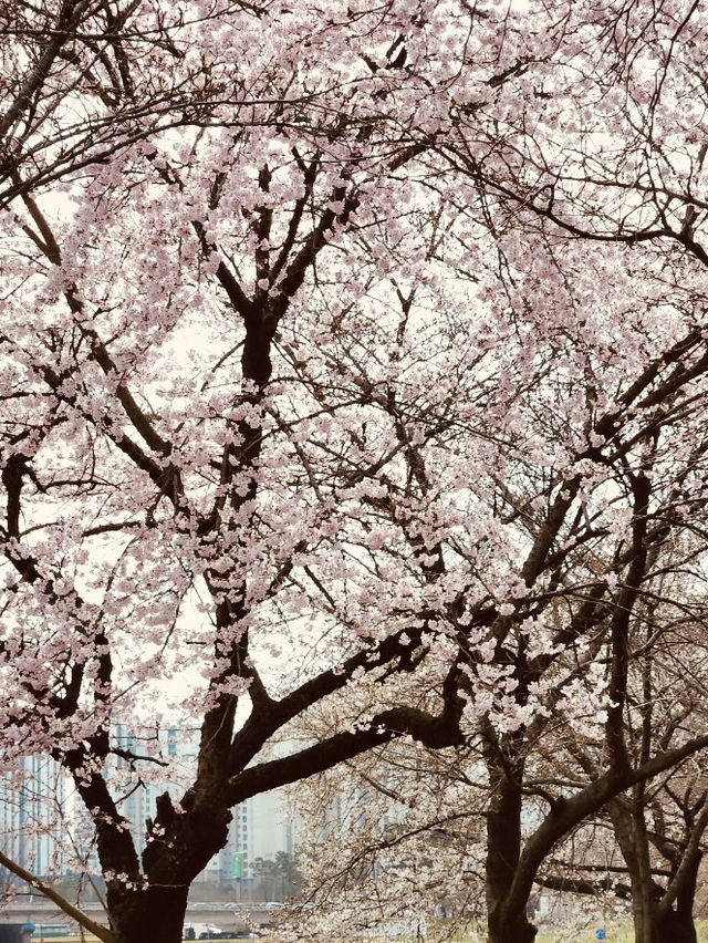 Blossom Bike Ride: Gapcheon's Spring Adventure