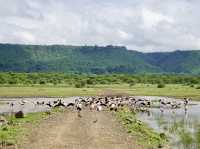 Spring Trip to Tanzania: Exploring Lake Manyara National Park