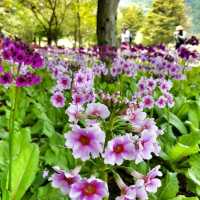 Shibazakura Garden, Japan: A Springtime Wonderland