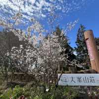 Hidden In Alishan, Taiwan!! Early Spring Cherry Blossoms
