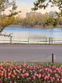 🌷 Tulips Spotted in Chaoyang Park! 🌅