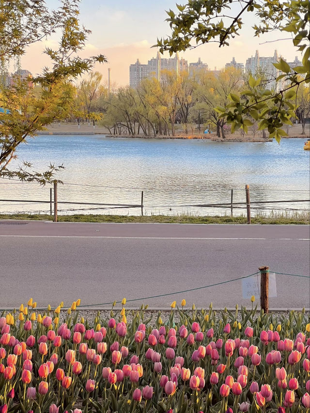 🌷 Tulips Spotted in Chaoyang Park! 🌅