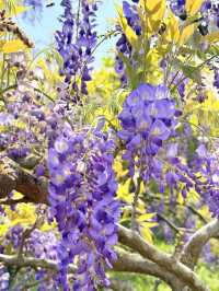 淡水｜紫色浪漫來襲 紫藤花園日本紫藤賞花期只有兩周