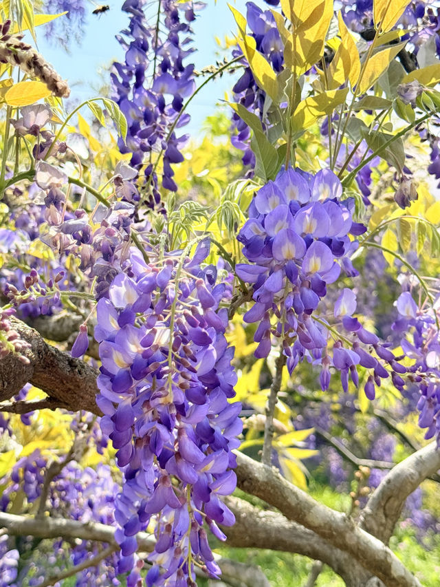 淡水｜紫色浪漫來襲 紫藤花園日本紫藤賞花期只有兩周