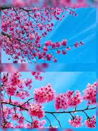 嵐山隱世賞樱秘境🌸車折神社⛩️