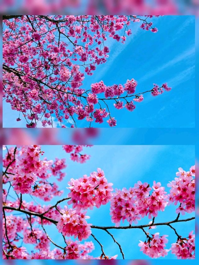 嵐山隱世賞樱秘境🌸車折神社⛩️