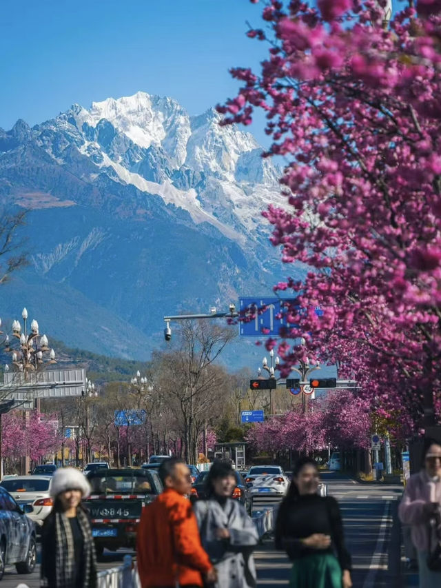 March in Lijiang: A Snow Mountain and Cherry Blossom Duet 🌸🏔️ March in Lijiang: A Snow Mountain and Cherry Blossom Duet 🌸🏔️