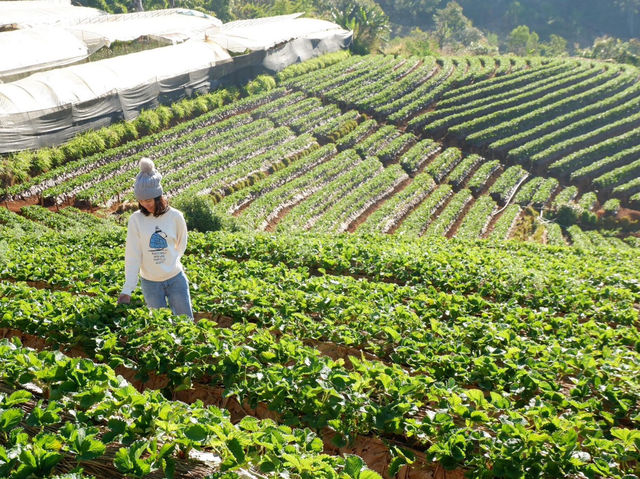 ไร่สตรอว์เบอร์รีบ้านนอแล 🍓🌱