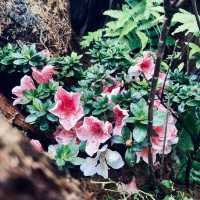 萬里杜鵑花季｜免費賞花好去處，春日漫遊半日遊推薦！