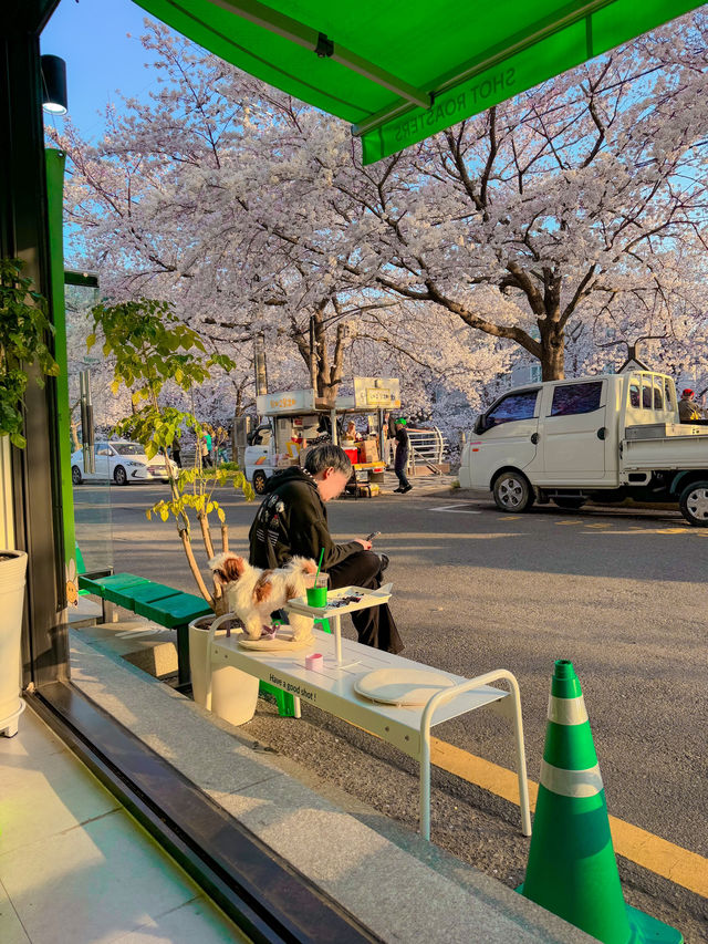 벚꽃이 한가득 보이는 벚꽃길 바로 옆 카페, 샷로스터스