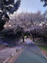 벚꽃과 노을 사이, 제주 신산공원에서 잠시 멈춘 시간🌸🌅