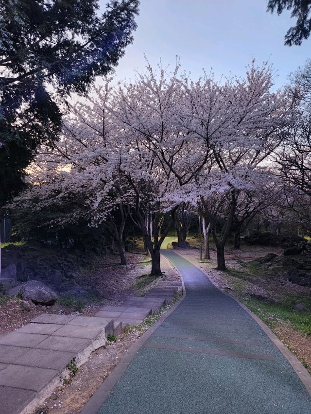 벚꽃과 노을 사이, 제주 신산공원에서 잠시 멈춘 시간🌸🌅