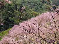 🌸** 浪漫櫻花的隱秘樂園**🌸