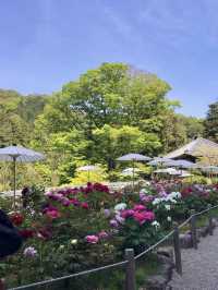 Spring in Full Bloom! Hasedera Temple
