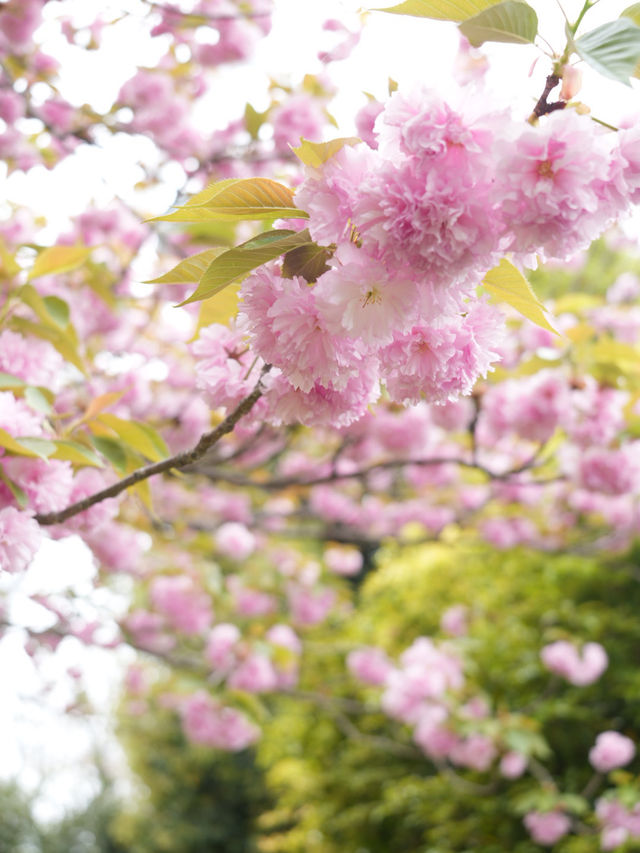 【岐阜×木曽三川公園】園内に咲き乱れる八重桜が素晴らしい