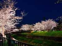 【名古屋】さくら名称100選🌸山崎川の桜並木のライトアップ✨