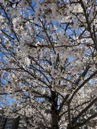 桜、花見