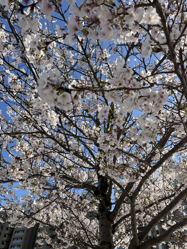 桜、花見