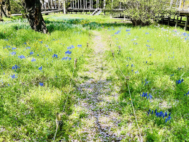 【昭和記念公園】定番の公園の桜はやはり素晴らしく感動❗️