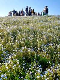BLUE NEMOPHILAS AT HITACHI SEASIDE PARK, IBARAKI
