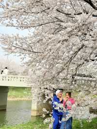 CHERRY BLOSSOMS IN SOUTH KOREA