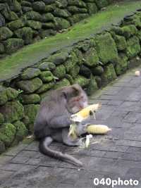 ウブドで猿を見るならここ！
