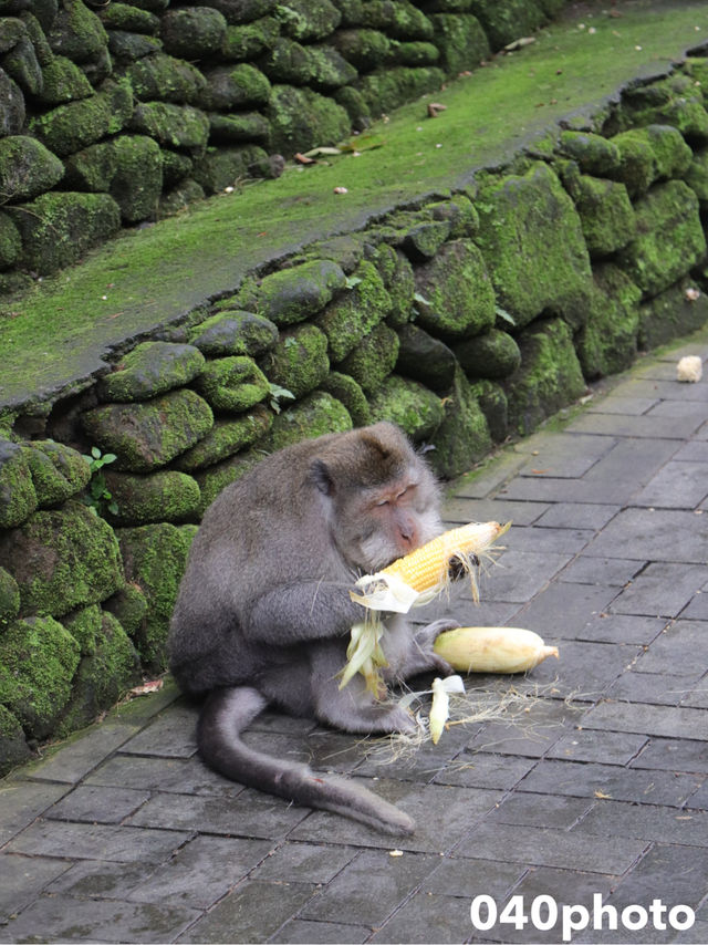 ウブドで猿を見るならここ！