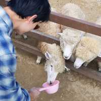 한국에서 느끼는 알프스 풍경 '에델바이스 스위스 테마파크'