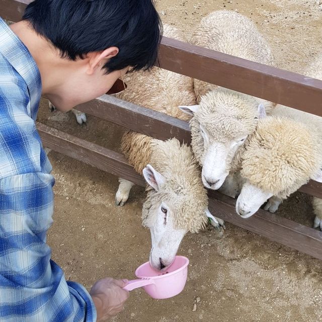 한국에서 느끼는 알프스 풍경 '에델바이스 스위스 테마파크'