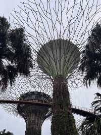 An Iconic Landmark💥SUPERTREE💥Grove @Singapore