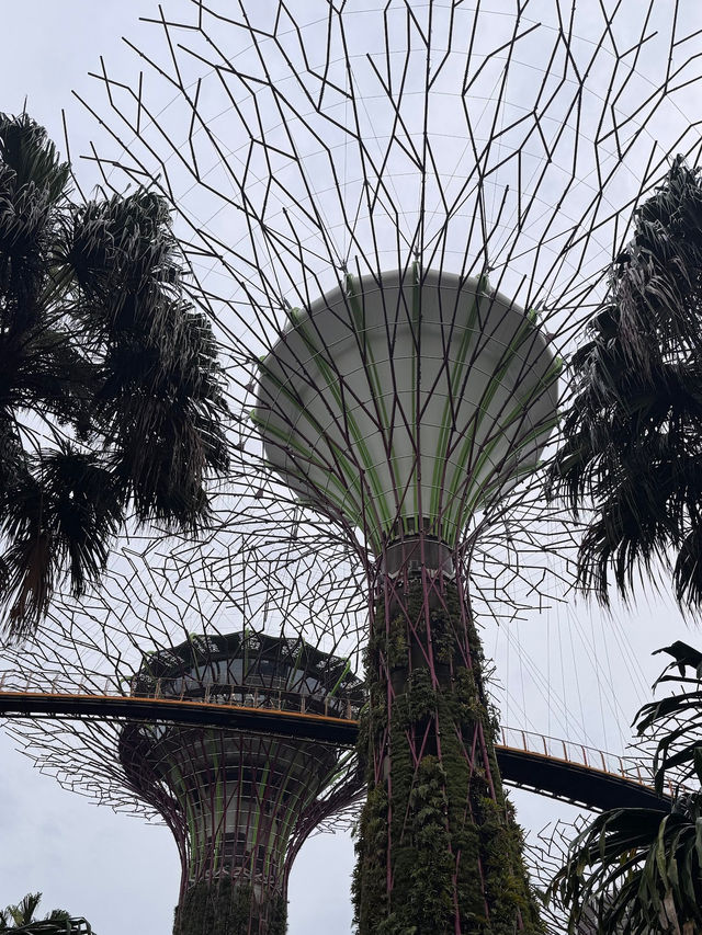 An Iconic Landmark💥SUPERTREE💥Grove @Singapore