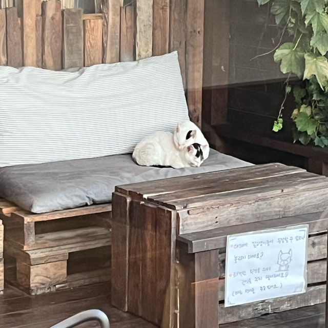 🌸🌻충주 충주댐이 보이는 한옥카페 구옥,날다