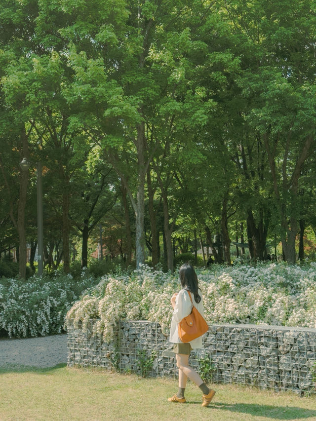나무 사이 햇살 쏟아지는 숲속 산책길 🌳☀️