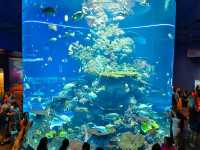 A Magical Day at S.E.A. Aquarium Singapore – Perfect for Kids and Families!