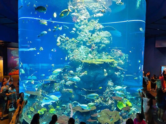 A Magical Day at S.E.A. Aquarium Singapore – Perfect for Kids and Families!