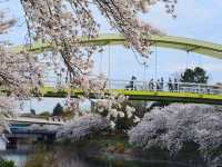 名古屋-荒子川公園賞櫻，漫步河川沿岸的櫻花隧道