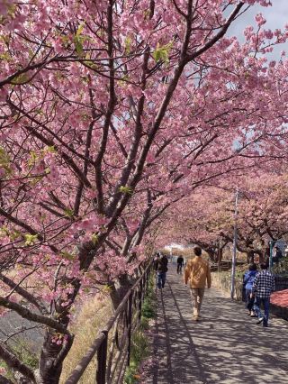Kawazu Cherry Blossom Festival: The Last Day of Full Bloom 🌸