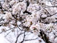 【埼玉県】桜と菜の花のコラボレーションを見るなら権現堂！