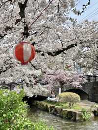 🌸 If you only have one day in Tokyo to see cherry blossoms—go here!
