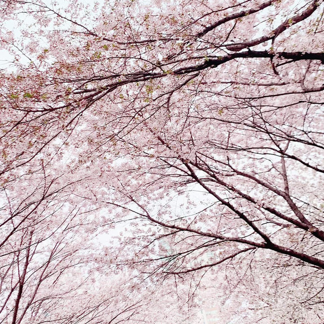 ❤️ 韓國。首爾｜道林川站 도림천역。賞櫻❤️