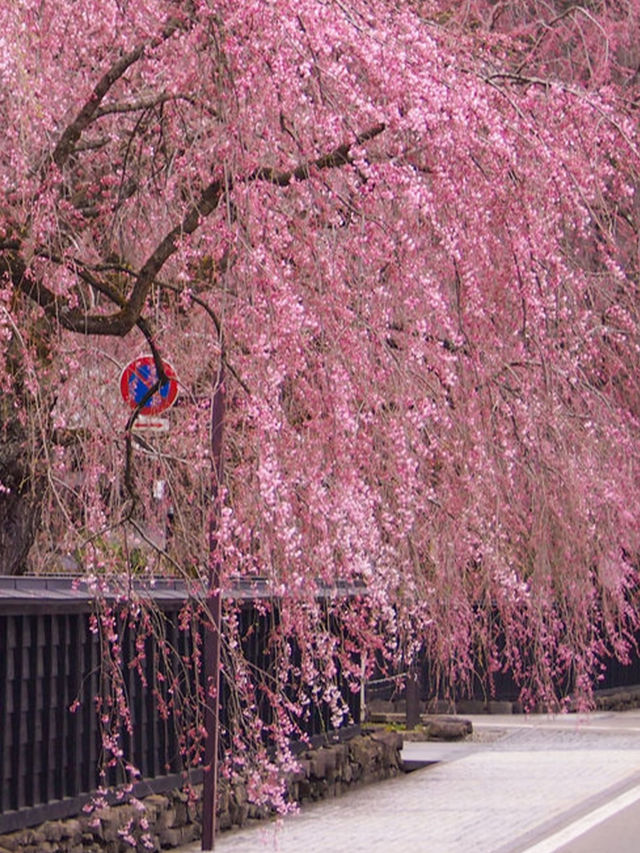 2025 Japan Weeping Cherry Blossom Guide | The Top 2 Weeping Cherry Blossom Spots You Must Visit