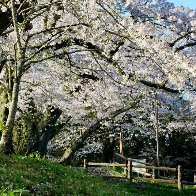 柱島·櫻花小島