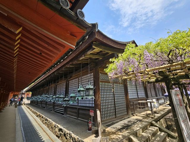 奈良~親親大自然，探訪可愛小鹿和歷史文化遺產的地方。