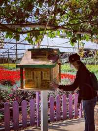 🍓 A Sweet Retreat at Genting Strawberry Leisure Farm!