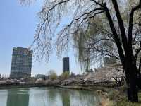 Seokchon Lake Cherry Blossoms: Seoul’s Hidden Pink Oasis