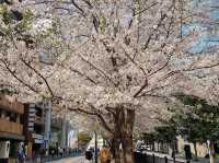 🌸 “Sakura, Skyscrapers, and Sweet Surprises at Akasaka Sacas!” 🌸