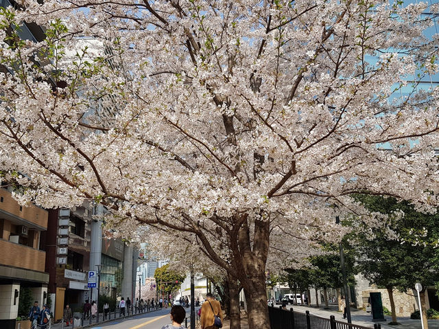 🌸 “Sakura, Skyscrapers, and Sweet Surprises at Akasaka Sacas!” 🌸