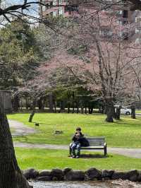 Cherry Blossom in the Breeze: A Nakajima Spring Story