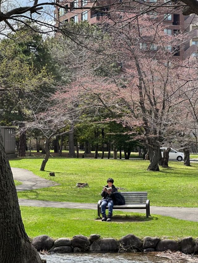 Cherry Blossom in the Breeze: A Nakajima Spring Story