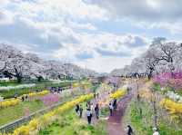 🇯🇵仙台櫻花 千櫻公園🌸🌼